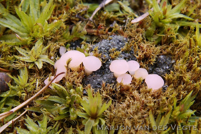 Roze grondschijfje - Roseodiscus formosus